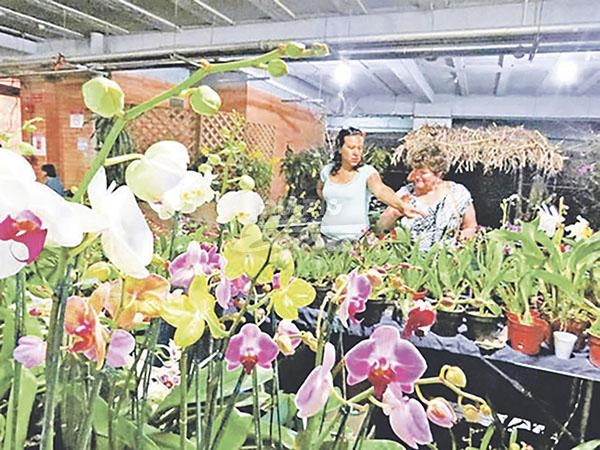 Diario Extra - Orquídeas se lucen en Moravia